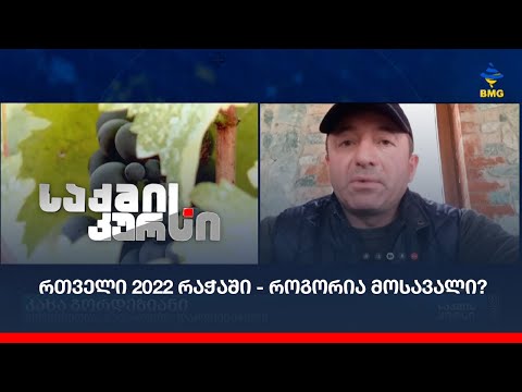 რთველი 2022 რაჭაში  - როგორია მოსავალი?